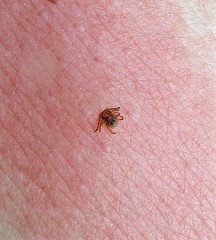 Amblyomma cajennense