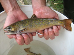 Salvelinus fontinalis fontinalis