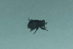 Apteromechus ferratus