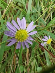 Aster indicus