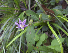 Tricyrtis hirta