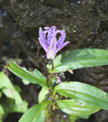 Tricyrtis hirta