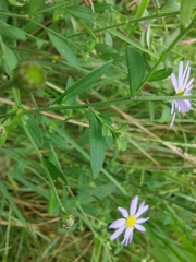 Aster indicus