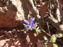 Lupinus flavoculatus