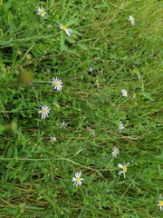 Aster indicus
