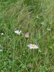Aster indicus