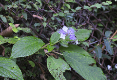 Hydrangea involucrata