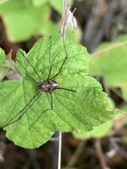 Leptobunus
