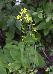 Solidago virgaurea asiatica