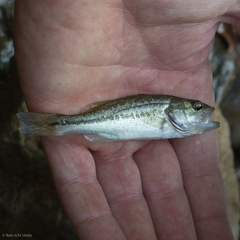 Micropterus punctulatus
