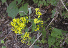 Solidago virgaurea asiatica