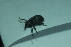 Apteromechus ferratus