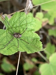 Leptobunus