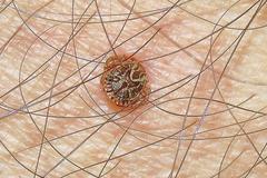 Amblyomma cajennense