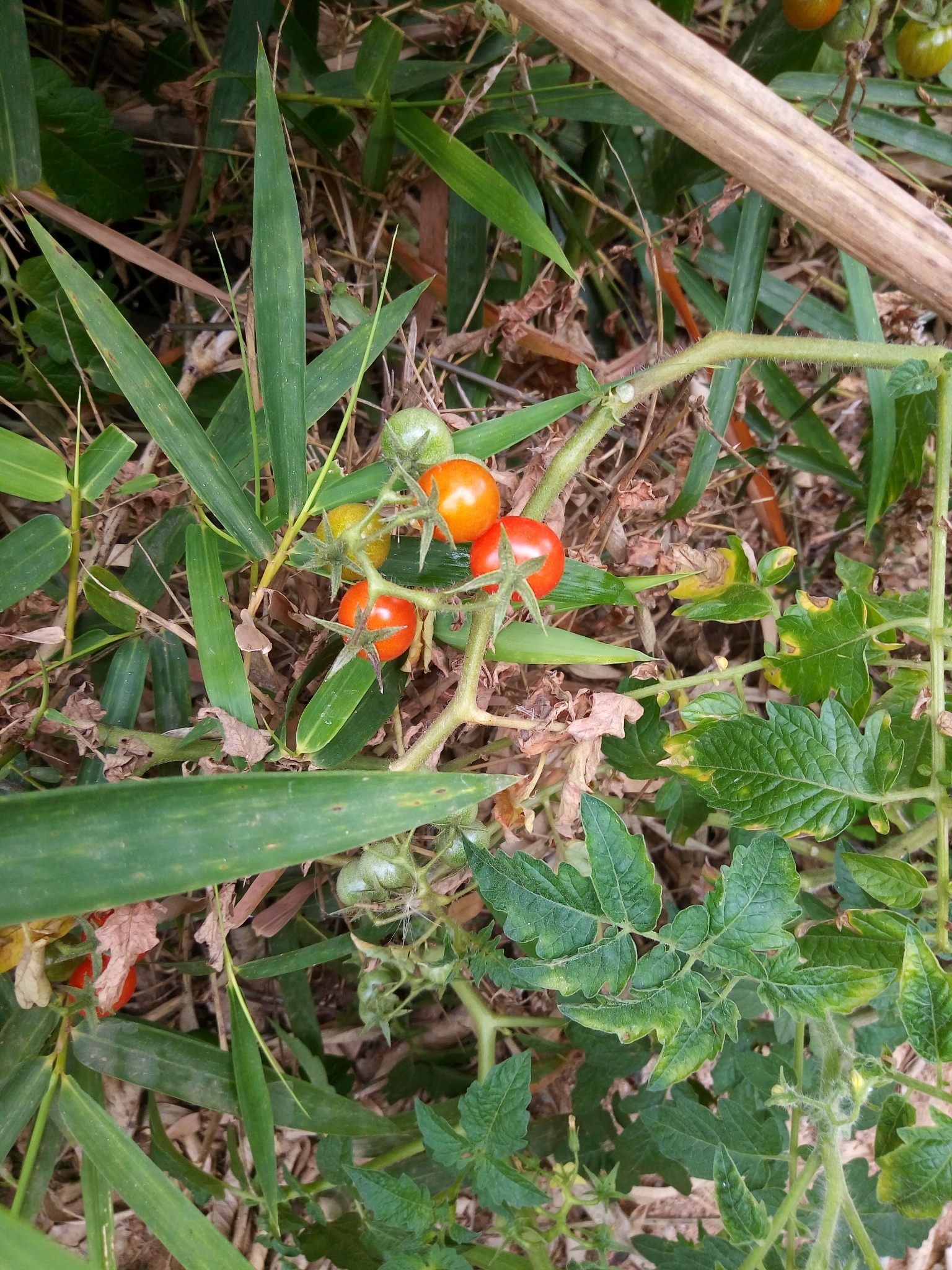 Solanum lycopersicum
