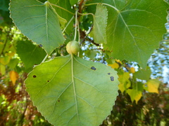 Pemphigus obesinymphae