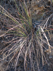 Festuca californica