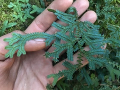 Selaginella uncinata