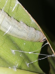 Calpodes ethlius