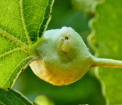 Pemphigus obesinymphae