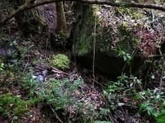 Eupsophus emiliopugini