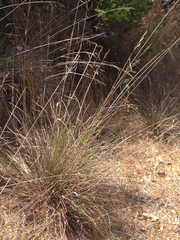 Festuca californica
