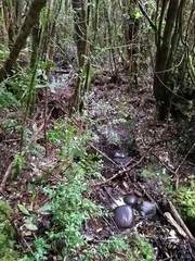 Eupsophus emiliopugini