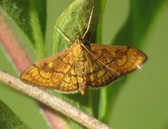 Anania verbascalis