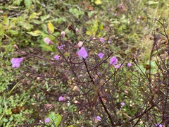 Agalinis plukenetii
