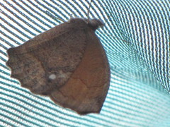 Pindis squamistriga
