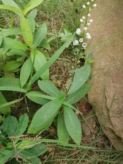 Lysimachia fortunei