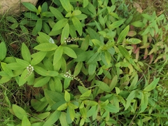 Lysimachia fortunei
