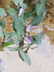 Hygrophila ringens