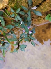 Hygrophila ringens