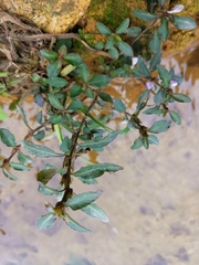 Hygrophila ringens
