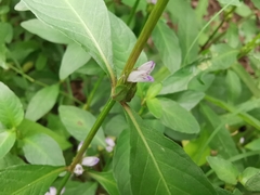 Hygrophila ringens