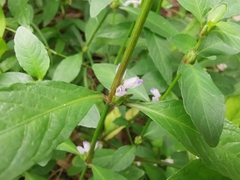 Hygrophila ringens