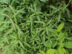 Hygrophila ringens