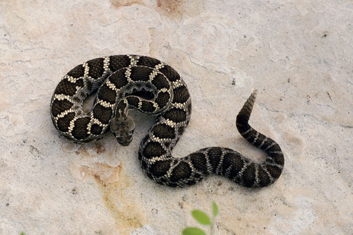 Crotalus cerberus