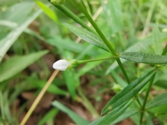 Scleromitrion diffusum