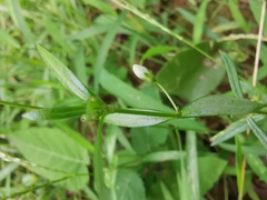 Scleromitrion diffusum