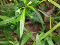 Scleromitrion diffusum