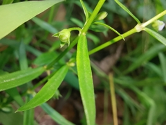 Scleromitrion diffusum