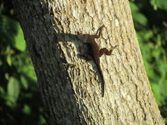 Anolis properus