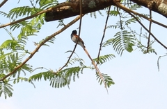 Terpsiphone viridis plumbeiceps