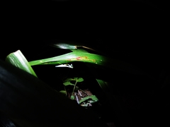 Leptomantella lactea