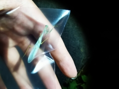 Leptomantella lactea