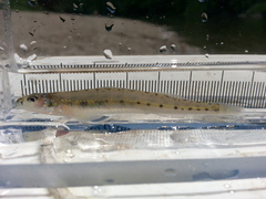 Ammocrypta pellucida