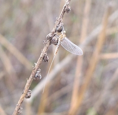 Ephemerellidae