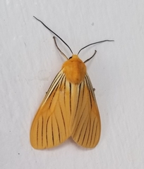 Pseudischnocampa nervosa